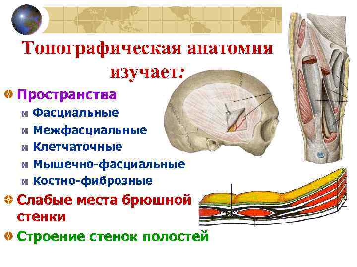 Топографическая анатомия изучает: Пространства Фасциальные Межфасциальные Клетчаточные Мышечно-фасциальные Костно-фиброзные Слабые места брюшной стенки Строение