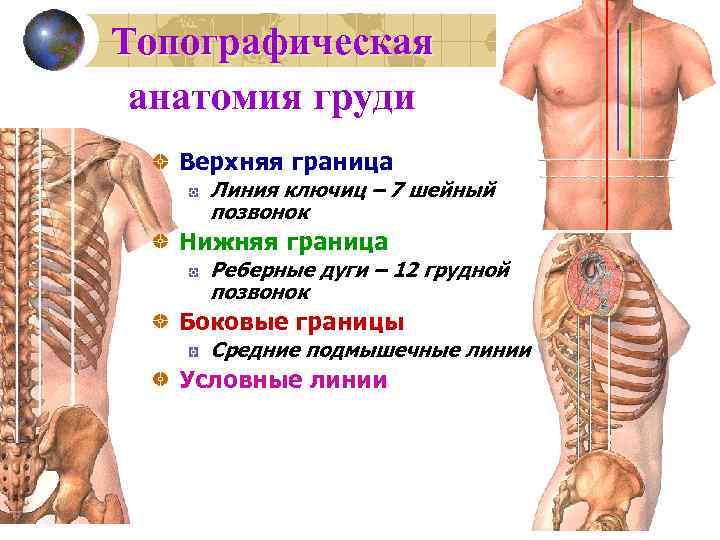 Топографическая анатомия груди Верхняя граница Линия ключиц – 7 шейный позвонок Нижняя граница Реберные