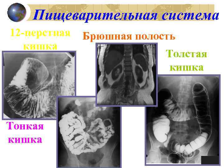 Пищеварительная система 12 -перстная Брюшная полость кишка Толстая кишка Тонкая кишка 