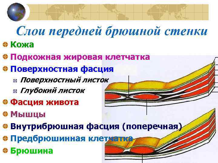 Слои передней брюшной стенки Кожа Подкожная жировая клетчатка Поверхностная фасция Поверхностный листок Глубокий листок