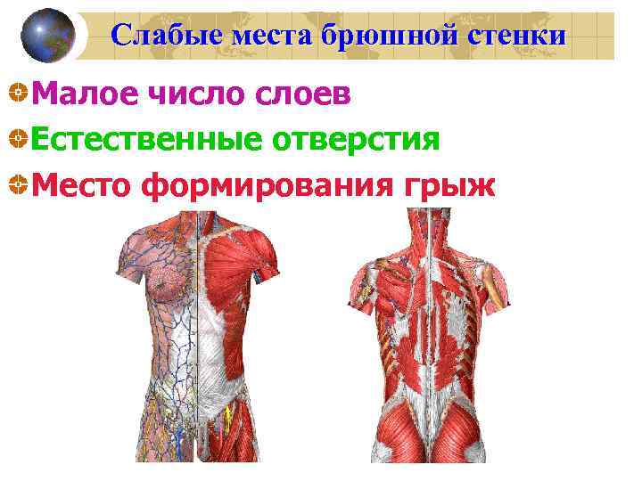 Слабые места брюшной стенки Малое число слоев Естественные отверстия Место формирования грыж 