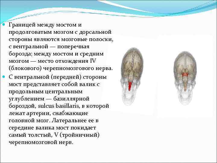 Разграничениями между. Между мостом и продолговатым мозгом. Границей между продолговатым мозгом и мостом является. Между варолиевым мостом и продолговатым мозгом. Граница моста и продолговатого мозга.