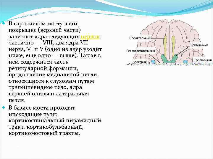  В варолиевом мосту в его покрышке (верхней части) залегают ядра следующих нервов: частично