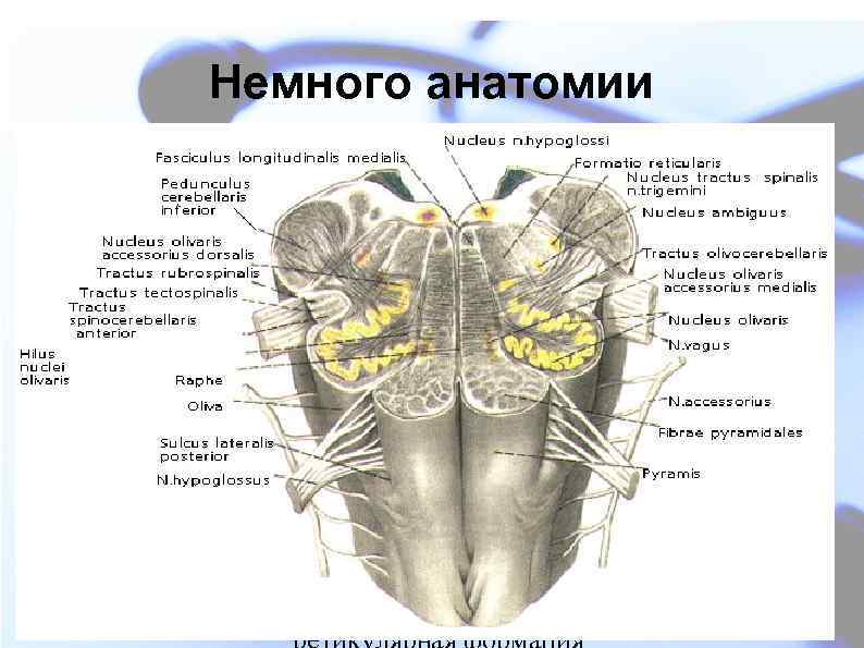 Немного анатомии Продолговатый мозг (medulla oblongata) является продолжением спинного мозга. Структурно по разнообразию и