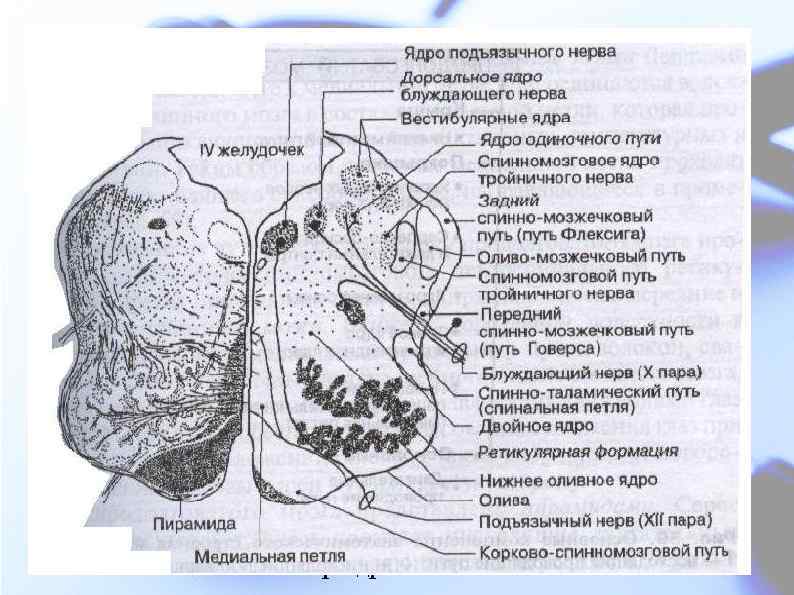 Функции Проводниковые функции. Через продолготоватый мозг проходят все восходящие и нисходящие пути спинного мозга: