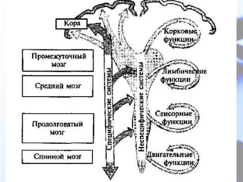 Жизненно важные центры и Ретикулярная формация 