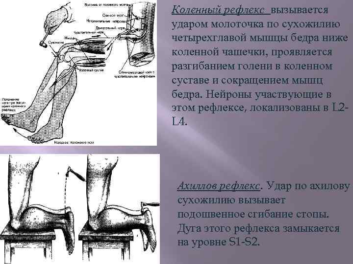 В изображенном на рисунке опыте экспериментатор ударяет неврологическим молоточком по сухожилию