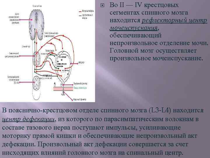 Центры рефлексов переднего мозга