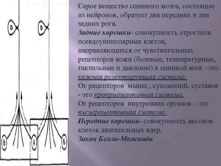 Серое вещество спинного мозга, состоящее из нейронов, образует два передних и два задних рога.