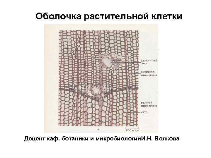 Оболочка растительной клетки Доцент каф. ботаники и микробиологии. И. Н. Волкова 