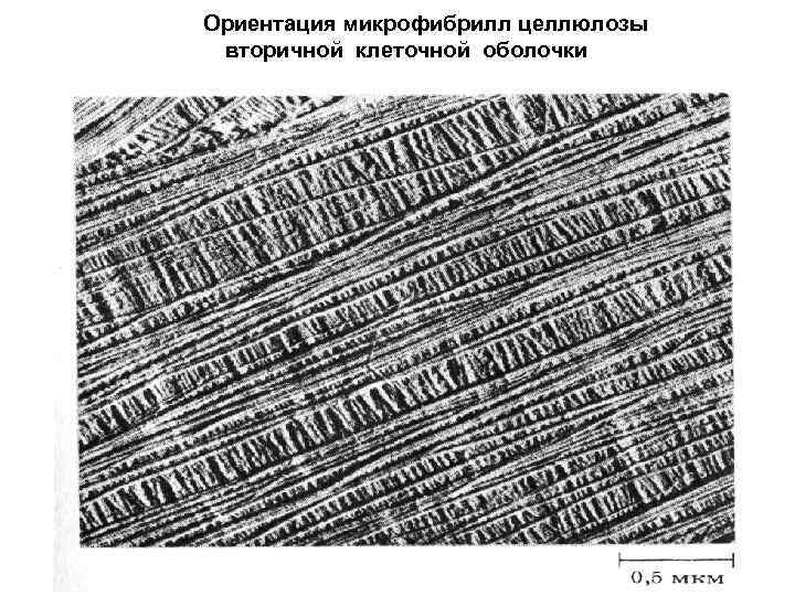Ориентация микрофибрилл целлюлозы вторичной клеточной оболочки 