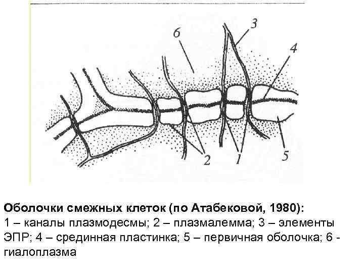 Оболочки смежных клеток (по Атабековой, 1980): 1 – каналы плазмодесмы; 2 – плазмалемма; 3