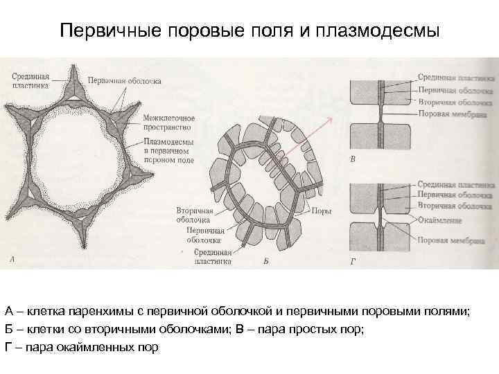 Плазмодесмы. Строение плазмодесмы. Первичная и вторичная оболочка растительной клетки. Плазмодесмы и поры. Первичная и вторичная клеточная оболочка растений.