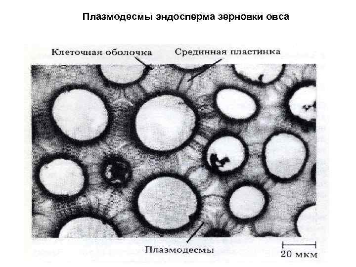Плазмодесмы эндосперма зерновки овса 