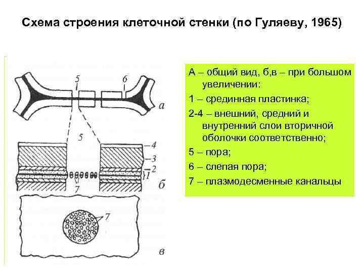 Мембрана растительной клетки строение и функции