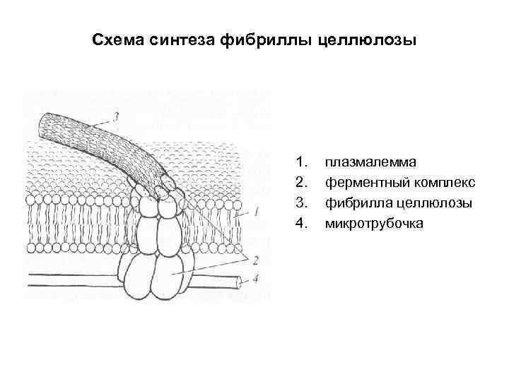 Схема синтеза фибриллы целлюлозы 1. 2. 3. 4. плазмалемма ферментный комплекс фибрилла целлюлозы микротрубочка