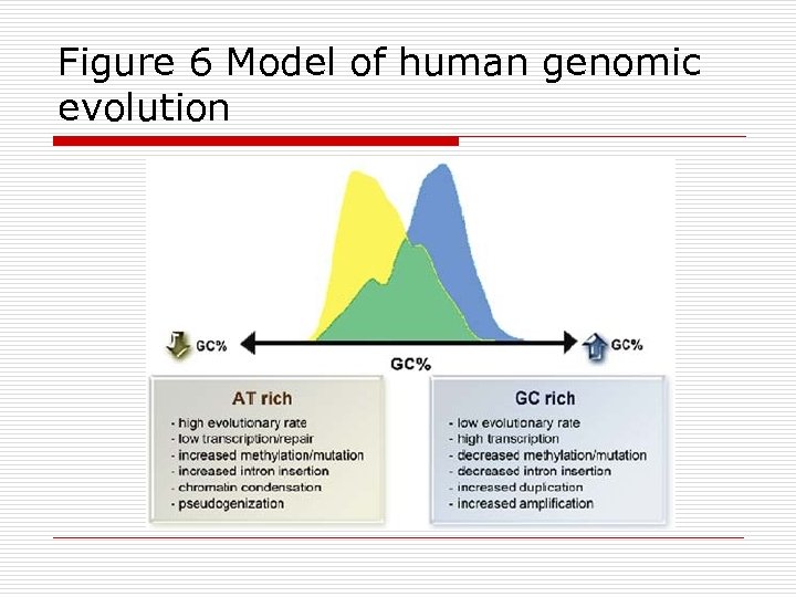 Figure 6 Model of human genomic evolution 