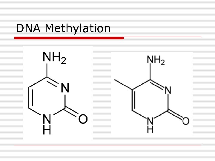 DNA Methylation 