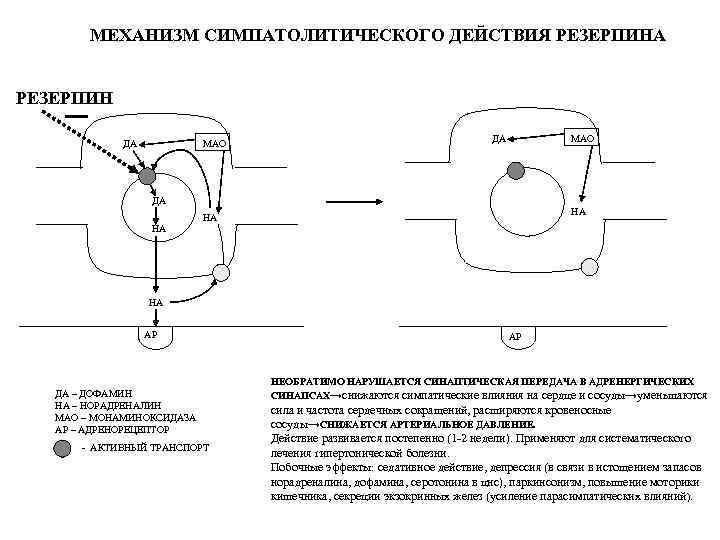 Альфа адреноблокаторы механизм действия. Симпатолитические средства механизм действия. Резерпин механизм действия. Механизм гипотензивного действия симпатолитиков. Резерпин механизм гипотензивного действия.