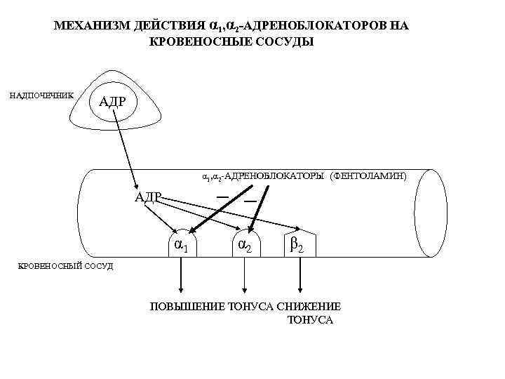 МЕХАНИЗМ ДЕЙСТВИЯ α 1, α 2 -АДРЕНОБЛОКАТОРОВ НА КРОВЕНОСНЫЕ СОСУДЫ НАДПОЧЕЧНИК АДР α 1,