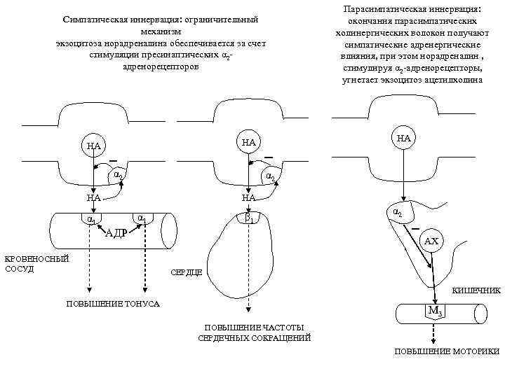 Симпатическая иннервация: ограничительный механизм экзоцитоза норадреналина обеспечивается за счет стимуляции пресинаптических α 2 адренорецепторов