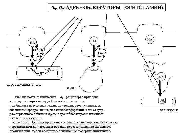 α 1, α 2 -АДРЕНОБЛОКАТОРЫ (ФЕНТОЛАМИН) α 2 НА α 1 НА НА α