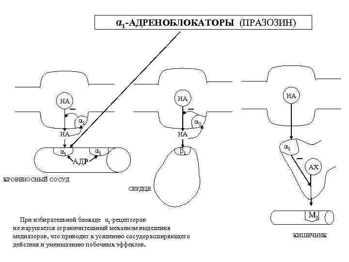 α 1 -АДРЕНОБЛОКАТОРЫ (ПРАЗОЗИН) α 2 НА α 1 НА НА α 1 β