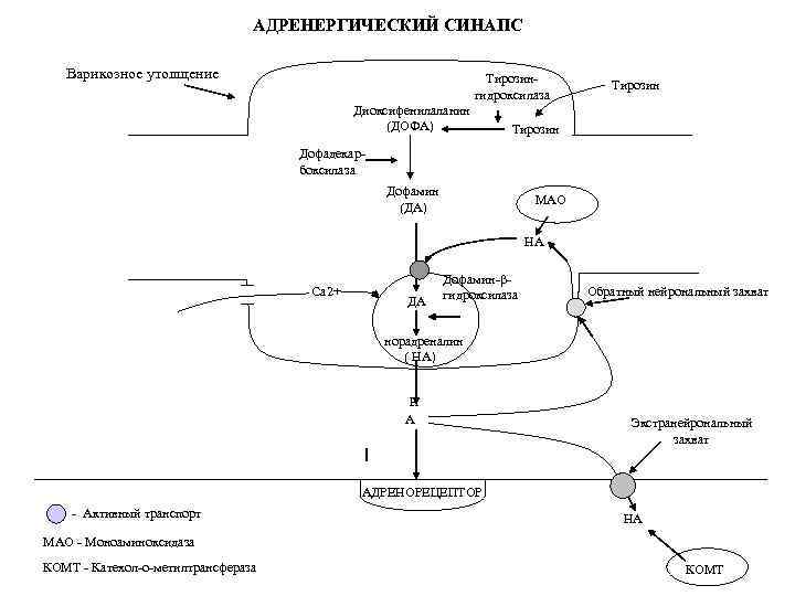 АДРЕНЕРГИЧЕСКИЙ СИНАПС Варикозное утолщение Тирозингидроксилаза Диоксифенилаланин (ДОФА) Тирозин Дофадекарбоксилаза Дофамин (ДА) МАО НА Ca