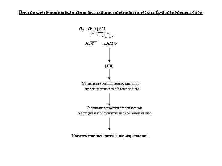 Внутриклеточные механизмы активации пресинаптических β 2 -адренорецепторов α 2→Gi→↓АЦ АТФ ↓ц. АМФ ↓ПК Угнетение