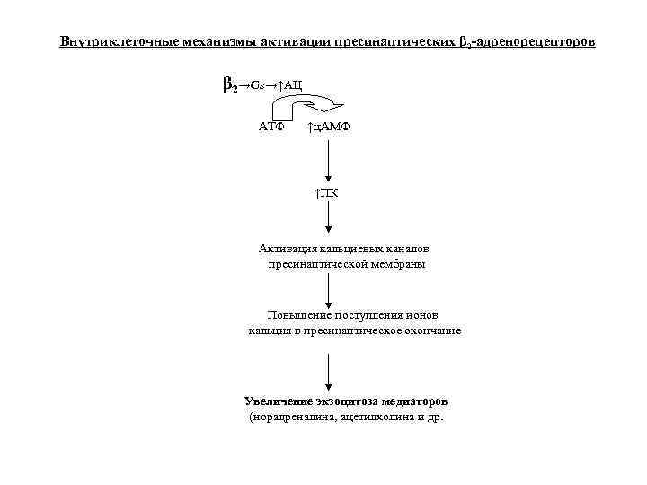 Внутриклеточные механизмы активации пресинаптических β 2 -адренорецепторов β 2→Gs→↑АЦ АТФ ↑ц. АМФ ↑ПК Активация