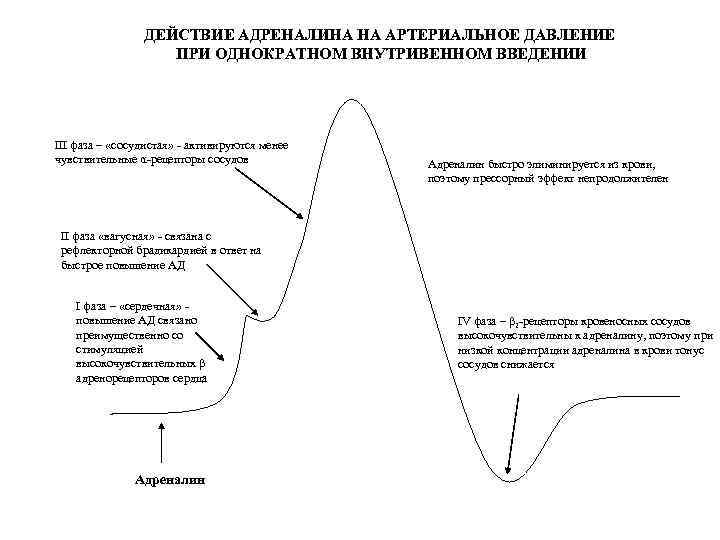 ДЕЙСТВИЕ АДРЕНАЛИНА НА АРТЕРИАЛЬНОЕ ДАВЛЕНИЕ ПРИ ОДНОКРАТНОМ ВНУТРИВЕННОМ ВВЕДЕНИИ III фаза – «сосудистая» -
