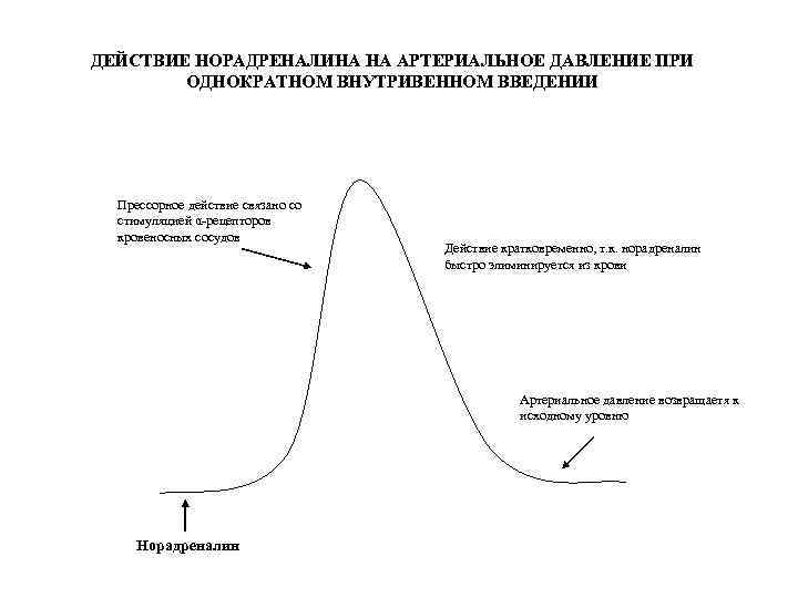 ДЕЙСТВИЕ НОРАДРЕНАЛИНА НА АРТЕРИАЛЬНОЕ ДАВЛЕНИЕ ПРИ ОДНОКРАТНОМ ВНУТРИВЕННОМ ВВЕДЕНИИ Прессорное действие связано со стимуляцией