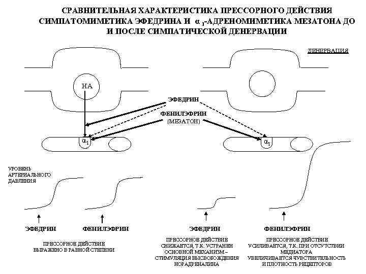 СРАВНИТЕЛЬНАЯ ХАРАКТЕРИСТИКА ПРЕССОРНОГО ДЕЙСТВИЯ СИМПАТОМИМЕТИКА ЭФЕДРИНА И α 1 -АДРЕНОМИМЕТИКА МЕЗАТОНА ДО И ПОСЛЕ