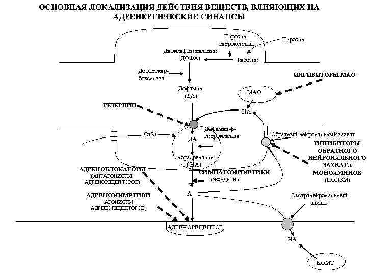 ОСНОВНАЯ ЛОКАЛИЗАЦИЯ ДЕЙСТВИЯ ВЕЩЕСТВ, ВЛИЯЮЩИХ НА АДРЕНЕРГИЧЕСКИЕ СИНАПСЫ Тирозингидроксилаза Диоксифенилаланин (ДОФА) Тирозин Дофадекарбоксилаза ИНГИБИТОРЫ