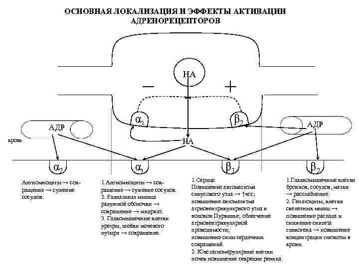 ОСНОВНАЯ ЛОКАЛИЗАЦИЯ И ЭФФЕКТЫ АКТИВАЦИИ АДРЕНОРЕЦЕПТОРОВ НА АДР β 2 α 2 кровь АДР