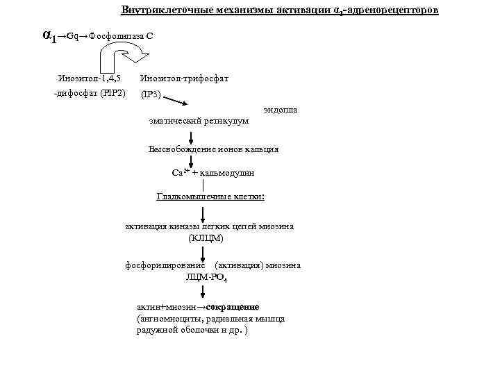 Внутриклеточные механизмы активации α 1 -адренорецепторов α 1→Gq→Фосфолипаза С Инозитол-1, 4, 5 -дифосфат (PIP