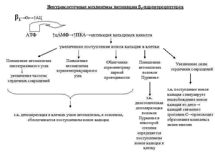 Внутриклеточные механизмы активации β 1 -адренорецепторов β 1→Gs→↑АЦ АТФ ↑ц. АМФ→↑ПКА→активация кальцивых каналов увеличение