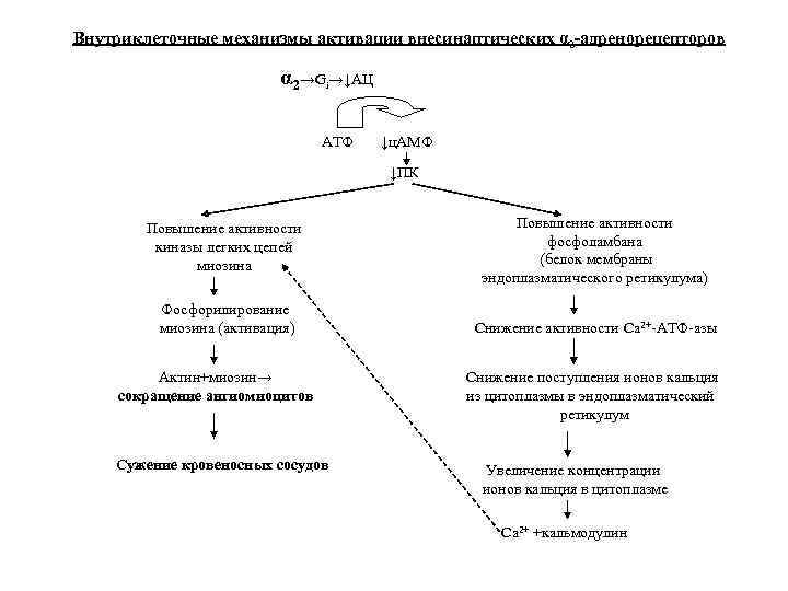 Внутриклеточные механизмы активации внесинаптических α 2 -адренорецепторов α 2→Gi→↓АЦ АТФ ↓ц. АМФ ↓ПК Повышение