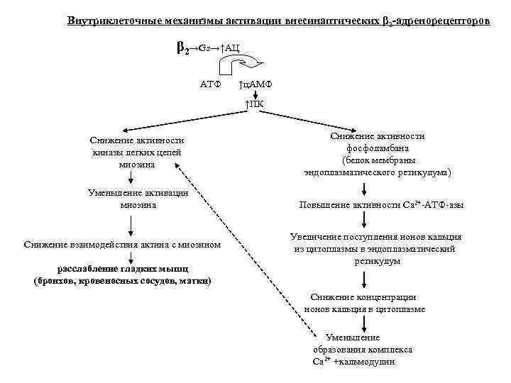 Внутриклеточные механизмы активации внесинаптических β 2 -адренорецепторов β 2→Gs→↑АЦ АТФ ↑ц. АМФ ↑ПК Снижение