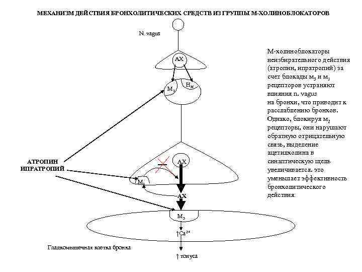 МЕХАНИЗМ ДЕЙСТВИЯ БРОНХОЛИТИЧЕСКИХ СРЕДСТВ ИЗ ГРУППЫ М-ХОЛИНОБЛОКАТОРОВ N. vagus АХ НN М 1 АТРОПИН