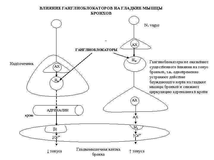 ВЛИЯНИЕ ГАНГЛИОБЛОКАТОРОВ НА ГЛАДКИЕ МЫШЦЫ БРОНХОВ N. vagus АХ ГАНГЛИОБЛОКАТОРЫ Надпочечник НN АХ АДРЕНАЛИН