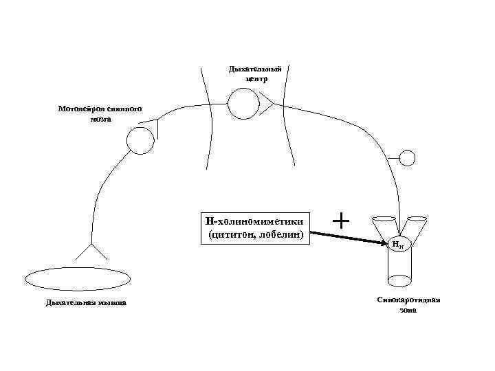 Дыхательный центр Мотонейрон спинного мозга Н-холиномиметики (цититон, лобелин) Дыхательная мышца НN Синокаротидная зона 