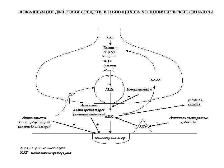 ЛОКАЛИЗАЦИЯ ДЕЙСТВИЯ СРЕДСТВ, ВЛИЯЮЩИХ НА ХОЛИНЕРГИЧЕСКИЕ СИНАПСЫ ХАТ Холин + Ац. Ко. А АЦХ