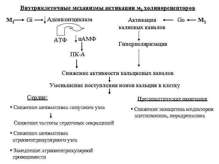 Внутриклеточные механизмы активации м 2 -холинорецепторов М 2 Gi Аденилатциклаза ц. АМФ АТФ Активация