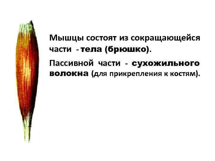 Мышцы состоят из сокращающейся части - тела (брюшко). Пассивной части - сухожильного волокна (для
