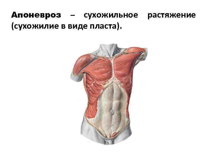 Апоневроз сухожильное (сухожилие в виде пласта). – растяжение 