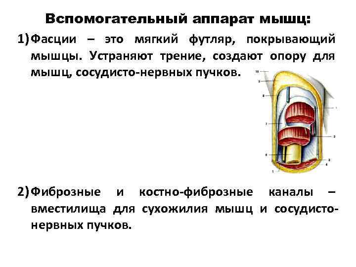 Оболочка покрывающая мышцы. Вспомогательный аппарат мышц фасции. Вспомогательный аппарат мышц фасции синовиальные сумки и т.д. 1. Вспомогательный аппарат мышц. Функции фасций мышц.