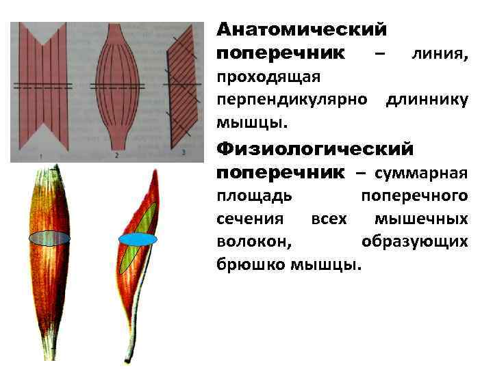 Как строить поперечники автокад