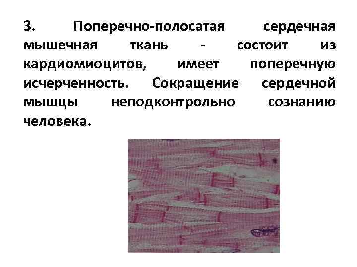 Поперечно полосатая сердечная мышечная ткань особенности