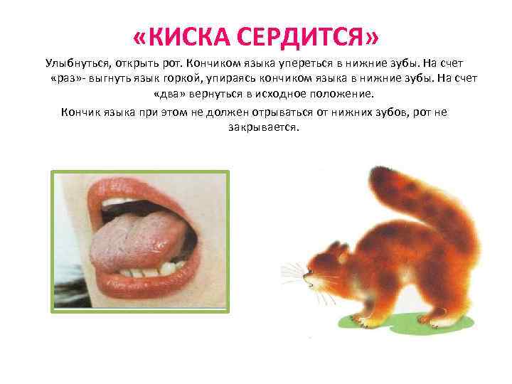  «КИСКА СЕРДИТСЯ» Улыбнуться, открыть рот. Кончиком языка упереться в нижние зубы. На счет